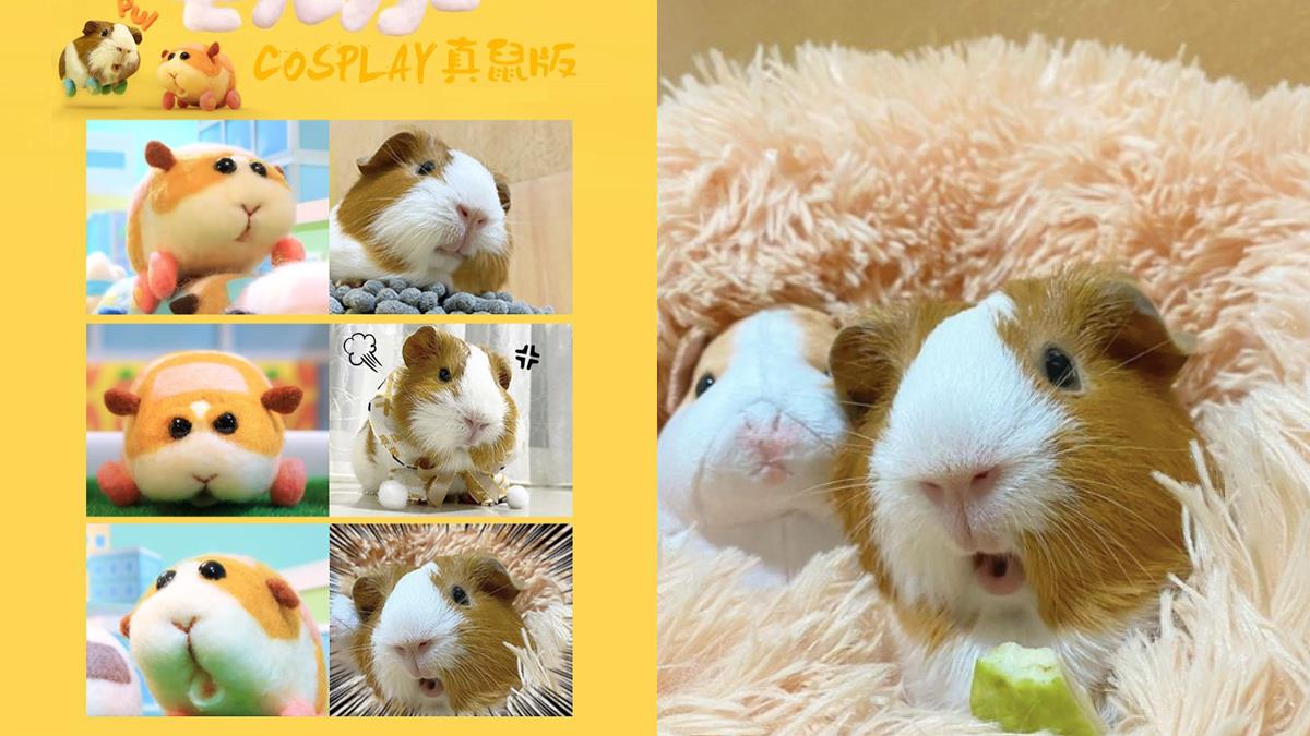 天竺鼠車車是偶演的啦！台灣Q萌天竺鼠與「馬鈴薯撞臉」，驚訝噘嘴的模樣小心臟會承受不了R！