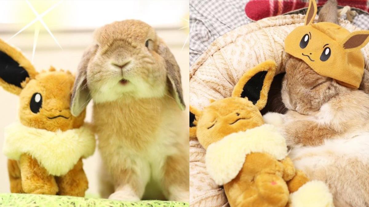 每天都要一起睡搞搞！日本Q萌小兔子「天天跟伊布耍恩愛」，跨越種族的雙胞胎情讓人甘願融化啦～