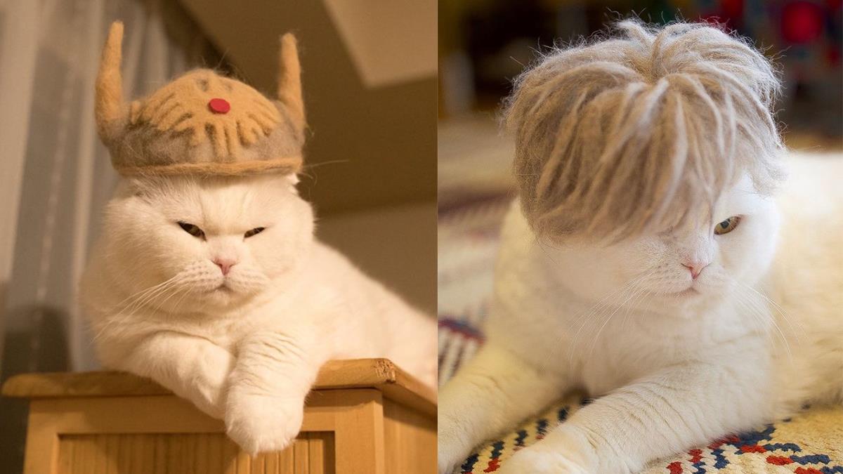 疑？這汗蒸幕毛巾質料好眼熟？喵喵戴上搞怪貓毛織帽的萌瞬間，怎麼一樣星空霧銀髮他是GD我是CD哩？