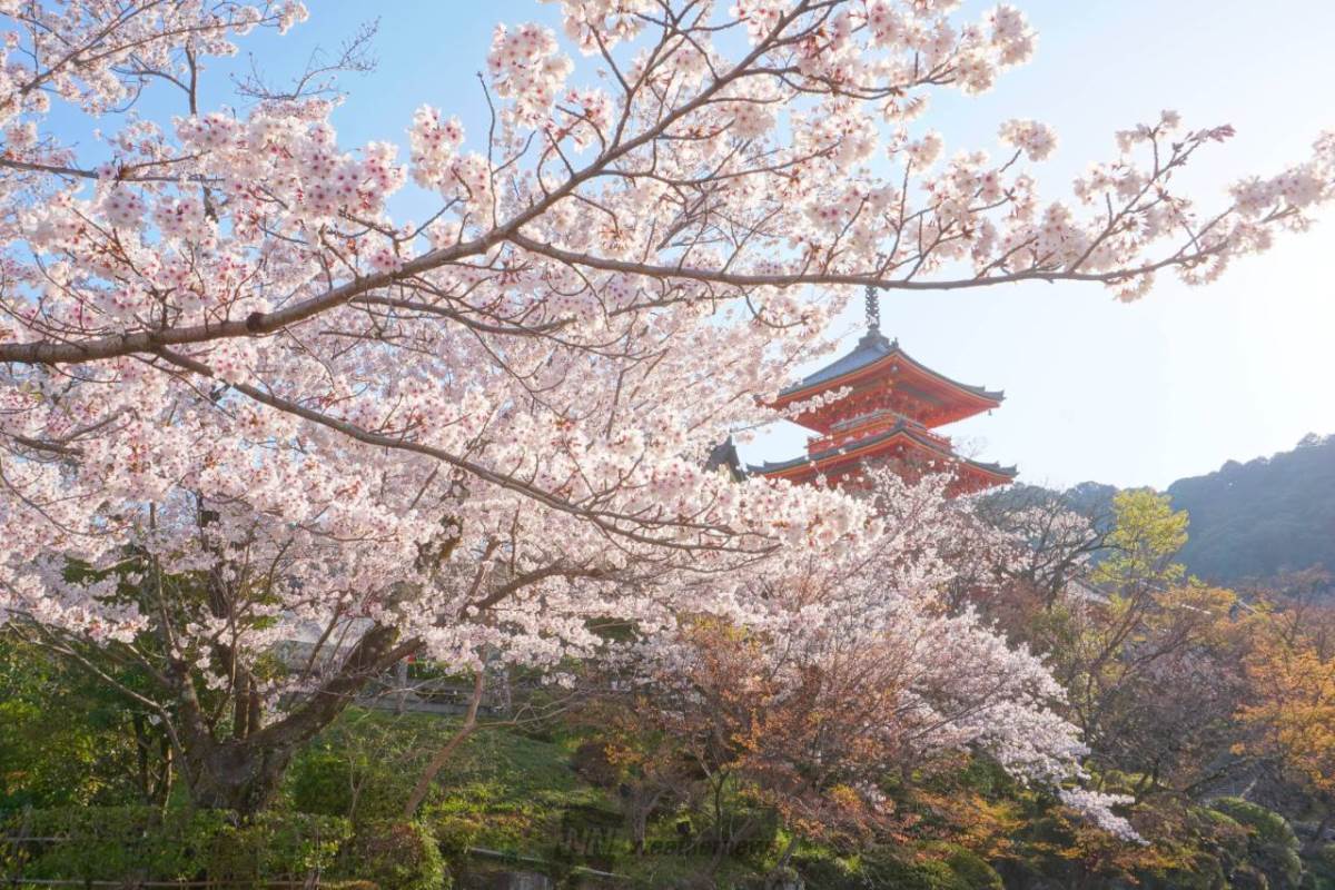 日本櫻花