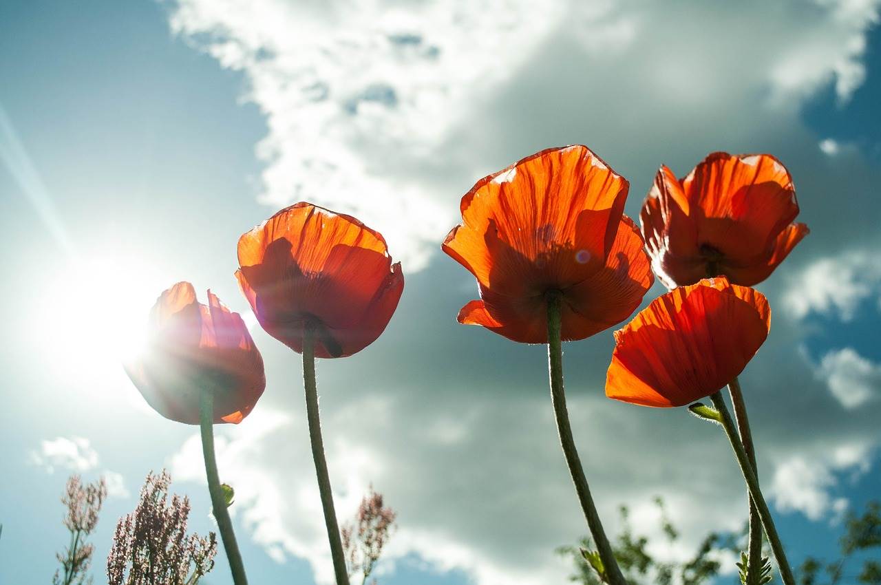 poppies-399409_1280