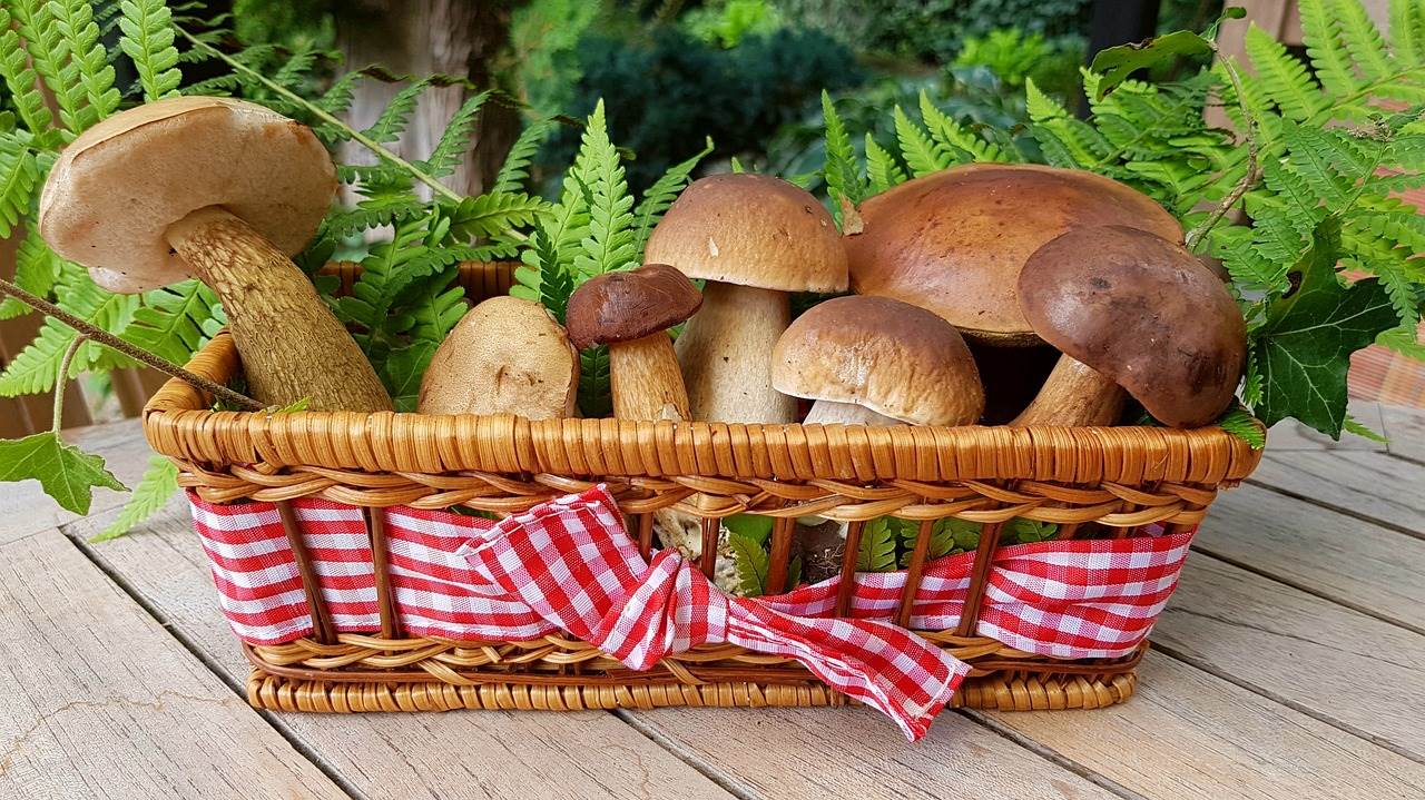 mushrooms-2678385_1280