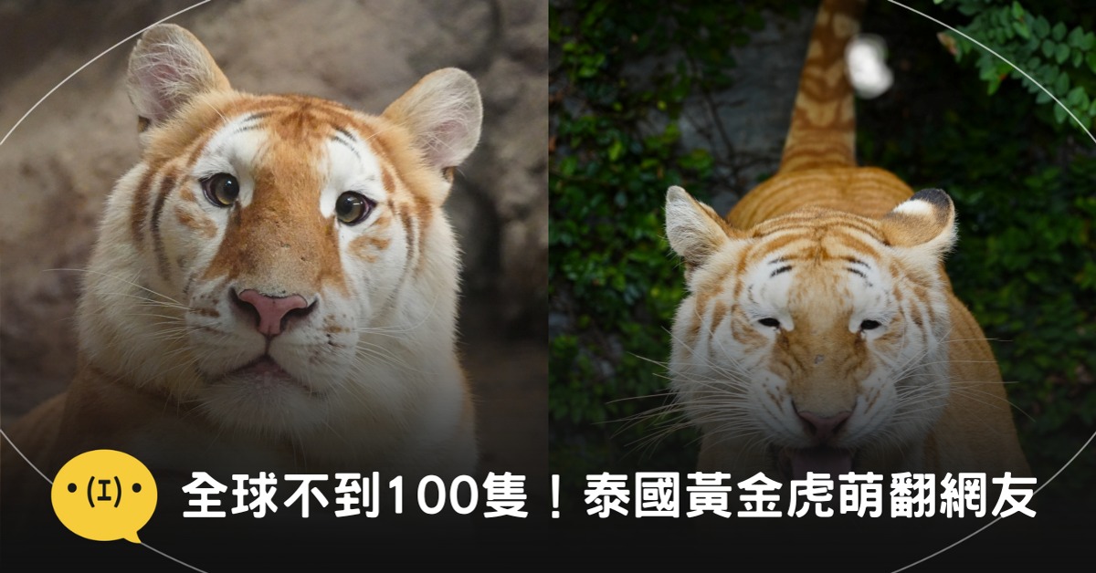 圖片來源:IG@chiangmainightsafari