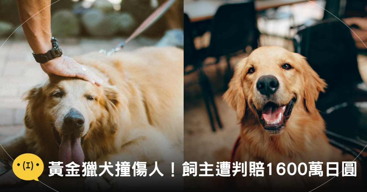 示意圖,非當事狗狗。/封面圖片來源:pexels