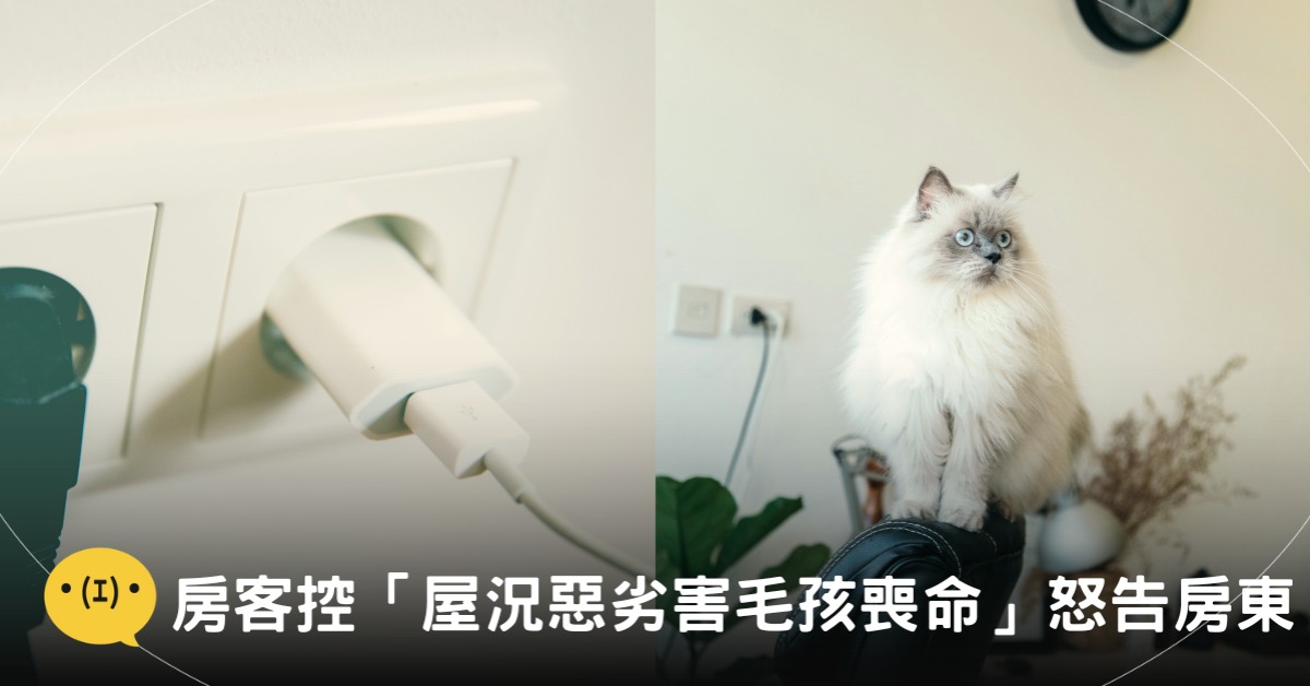 示意圖，非當事貓。／封面圖片來源：pexels