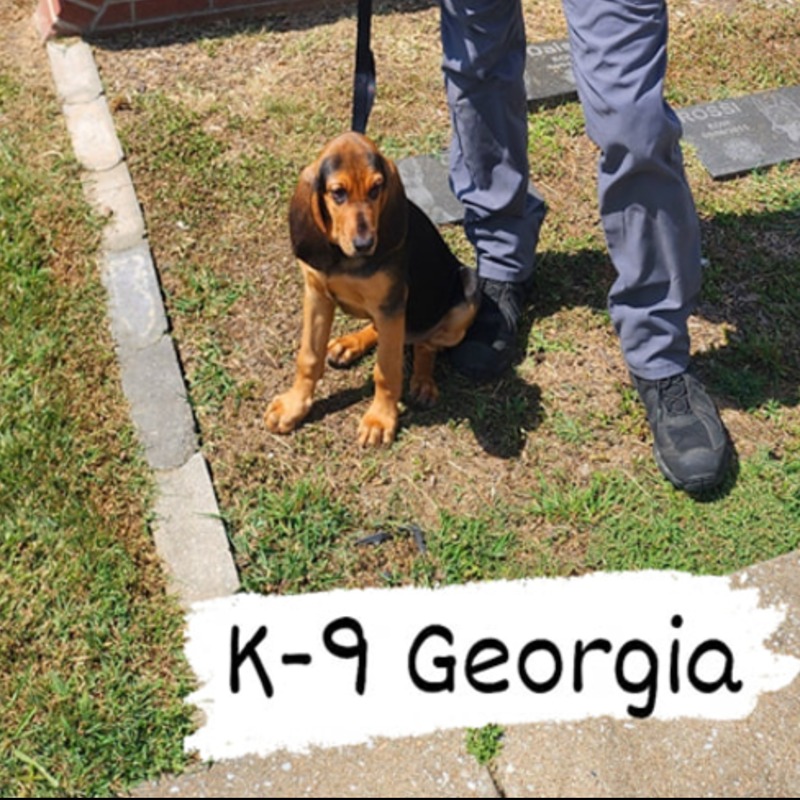 才剛成為警犬…38度高溫「狗狗被獨留巡邏車內」活活熱死！領犬員遭開除