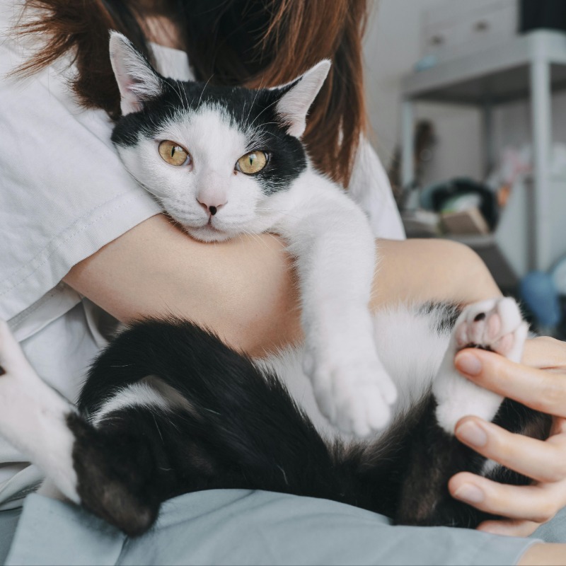 招財貓是你！愛貓掉床後「意外翻出遺失彩券」主人驚喜抱回440萬大獎