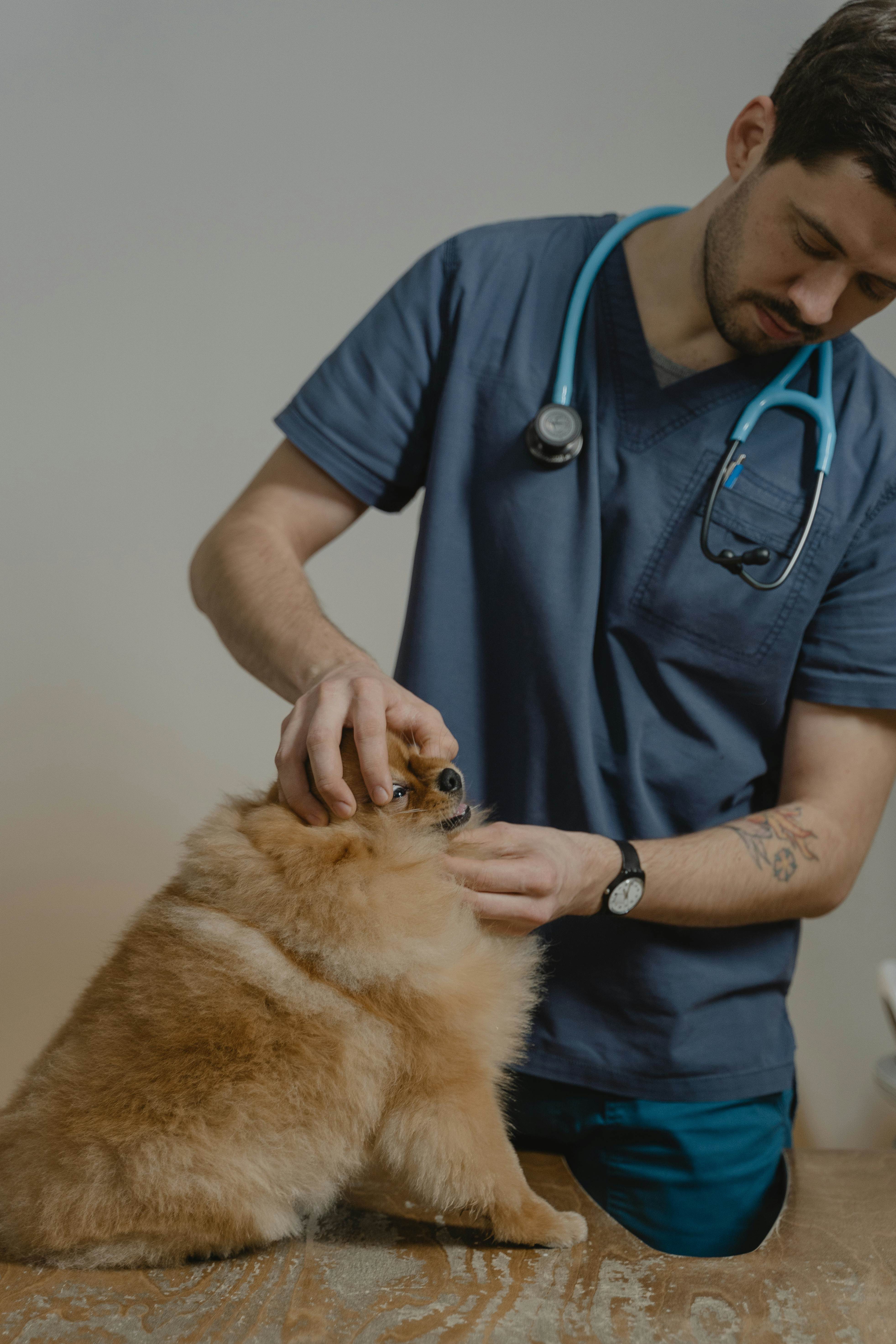 vet