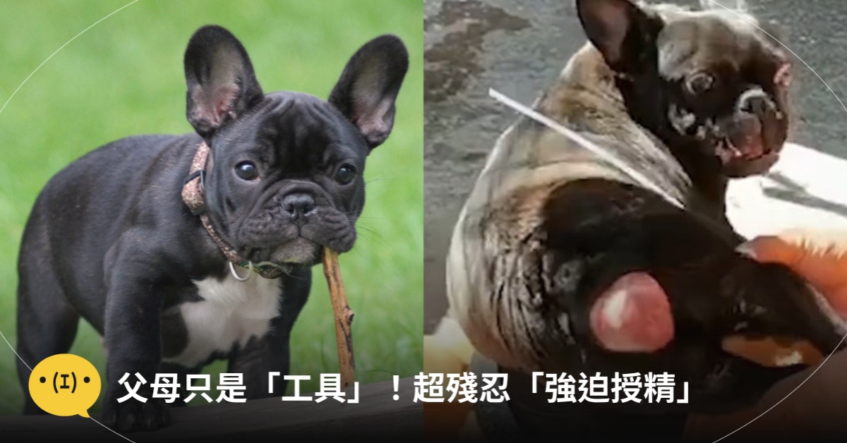 圖片來源:pexels、IG@petaasia_tc