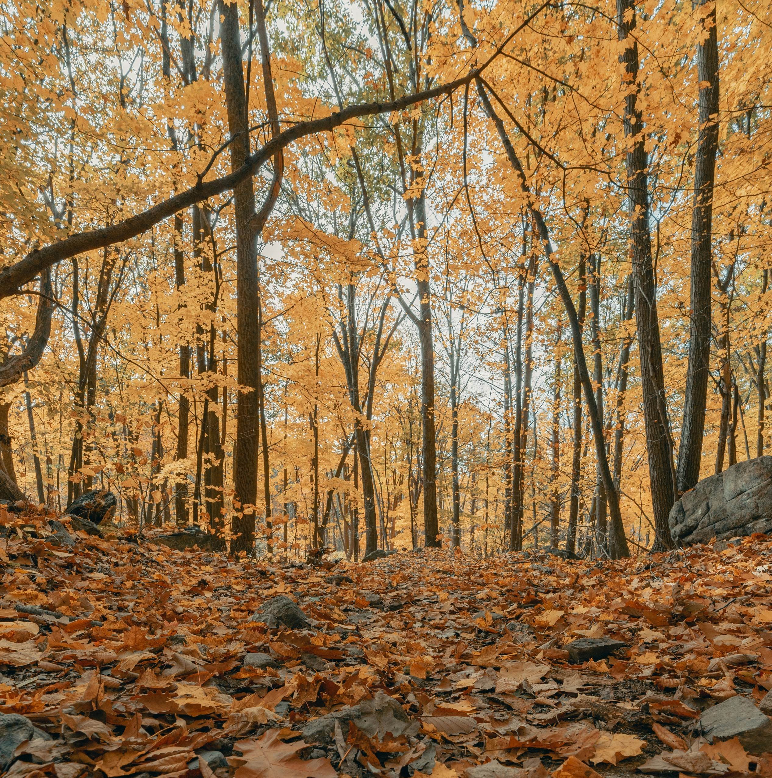 clay-banks-4YZvSsBJOuk-unsplash