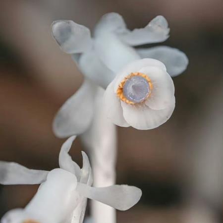 雲南發現7株神秘「冥界之花」水晶蘭,生於腐葉、一碰就枯萎