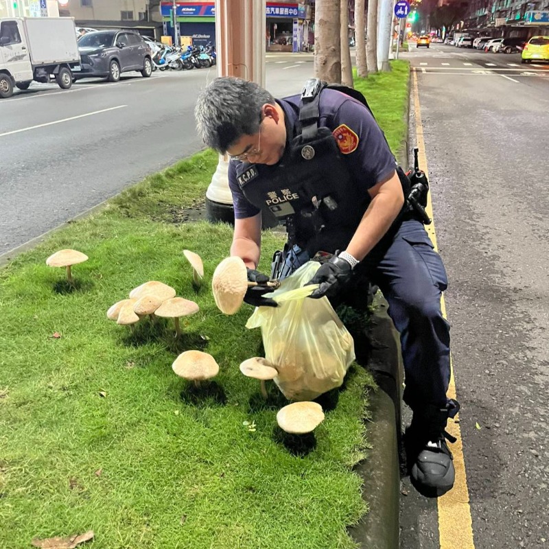 高雄雨下到生菇！民眾擠分隔島搶拍「警察到場拔光」，專家揭它真實身分：千萬別吃