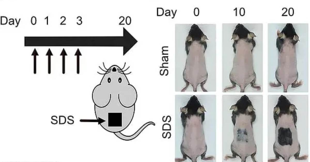FotoJet - 2025-11-05T165024.163