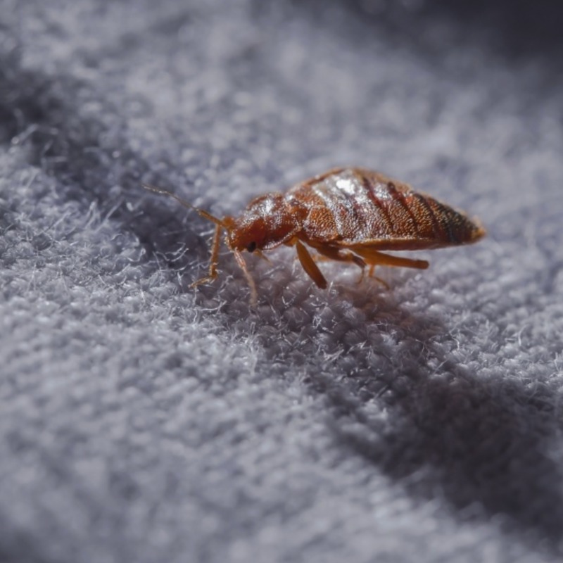 台南旅館爆「吸血床蝨」多人被咬！專家警告：恐帶回家中擴散