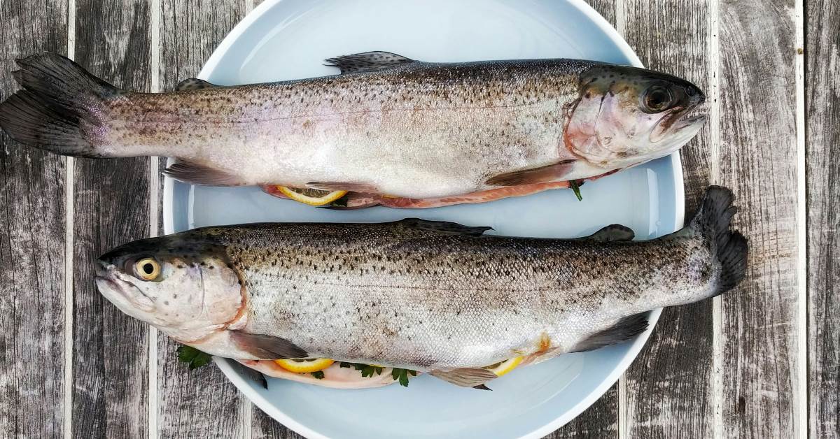 FotoJet - 2025-12-18T135408.320