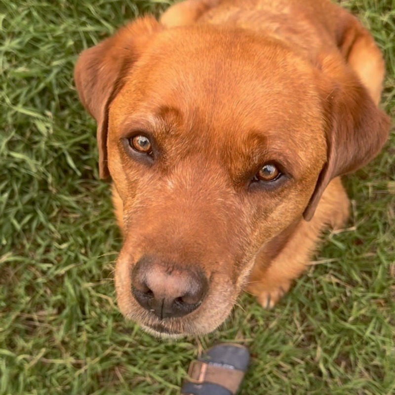 狗狗「太聰明」被學校退訓？新飼主相處一年證實：是真的