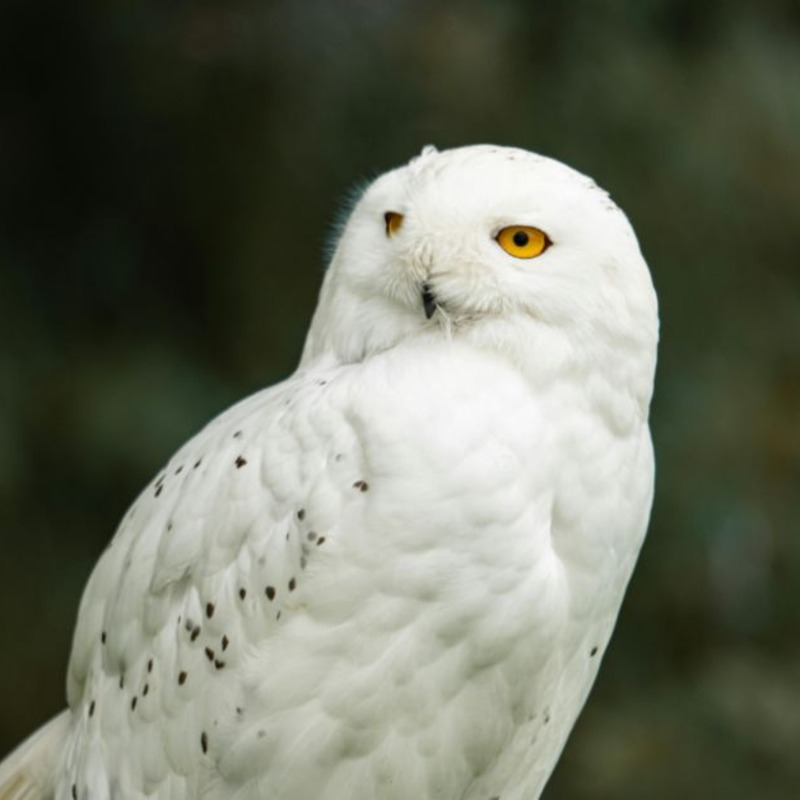 哈利波特的「嘿美」真的不見了！瑞典宣布雪鴞「區域性滅絕」