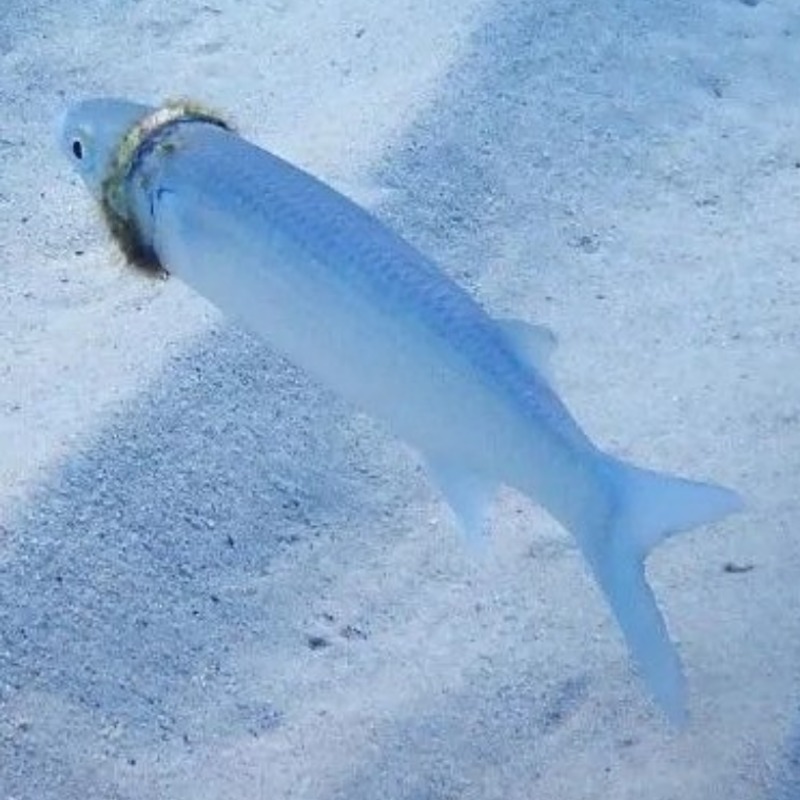 粗心尪下海游泳弄丟婚戒！5個月後潛水客驚見「有條魚戴著」，溫馨內幕曝光