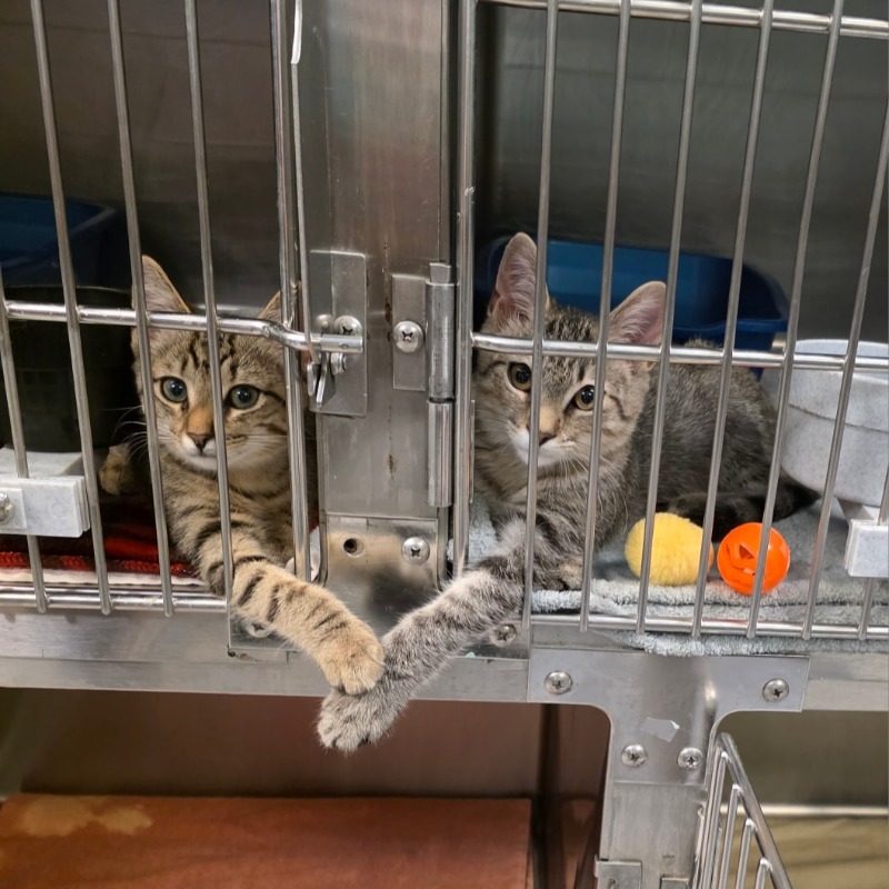 收容所浪貓「隔著鐵籠牽手手」像在比愛心！志工目睹秒融化，最新近況超心疼