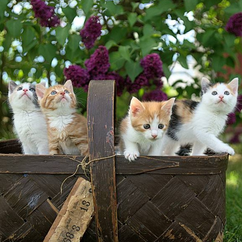 養了賣不掉！新北運將「鐵鎚虐殺」害死7貓，二審輕判7月理由曝光