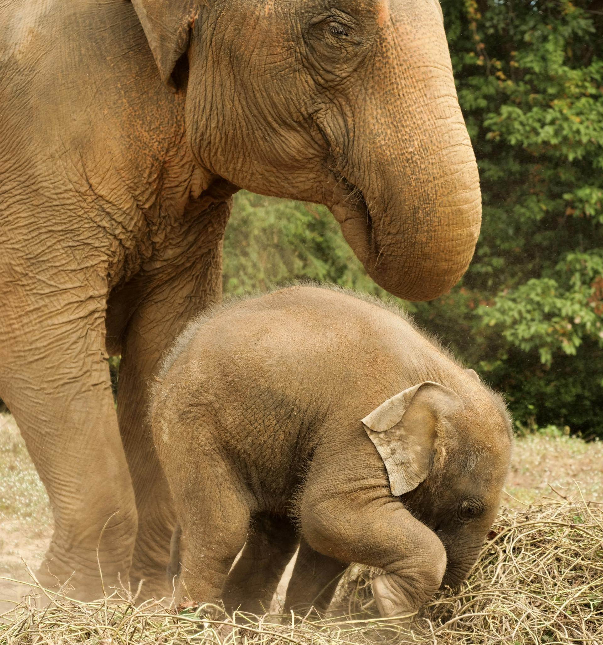 pexels-qwertypr-3751673