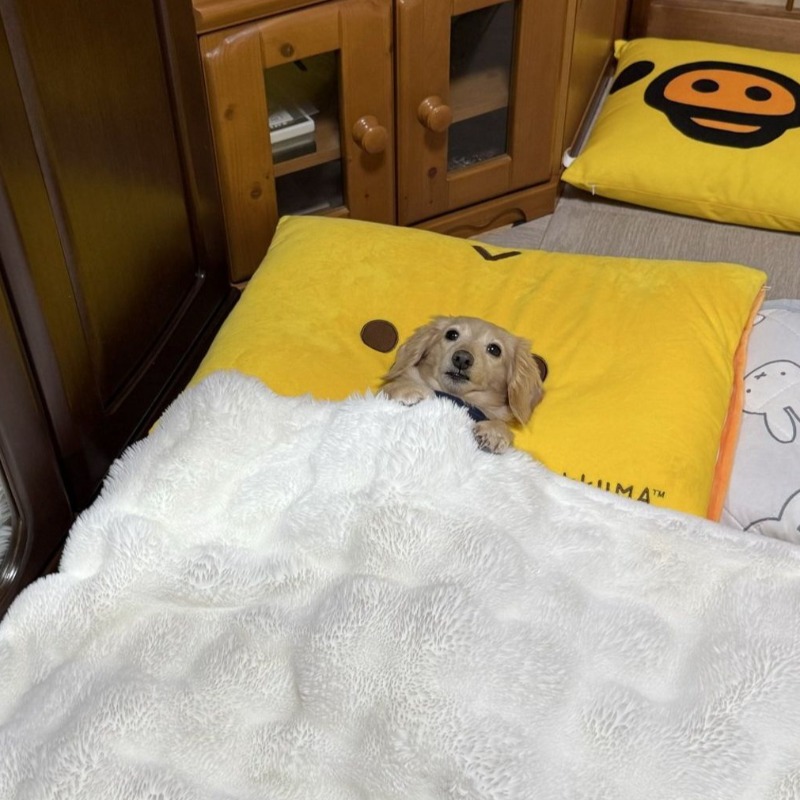 臘腸小腳「緊抓棉被」！賴床萌樣爆擊千萬人，上班族笑翻：姿勢太社畜了