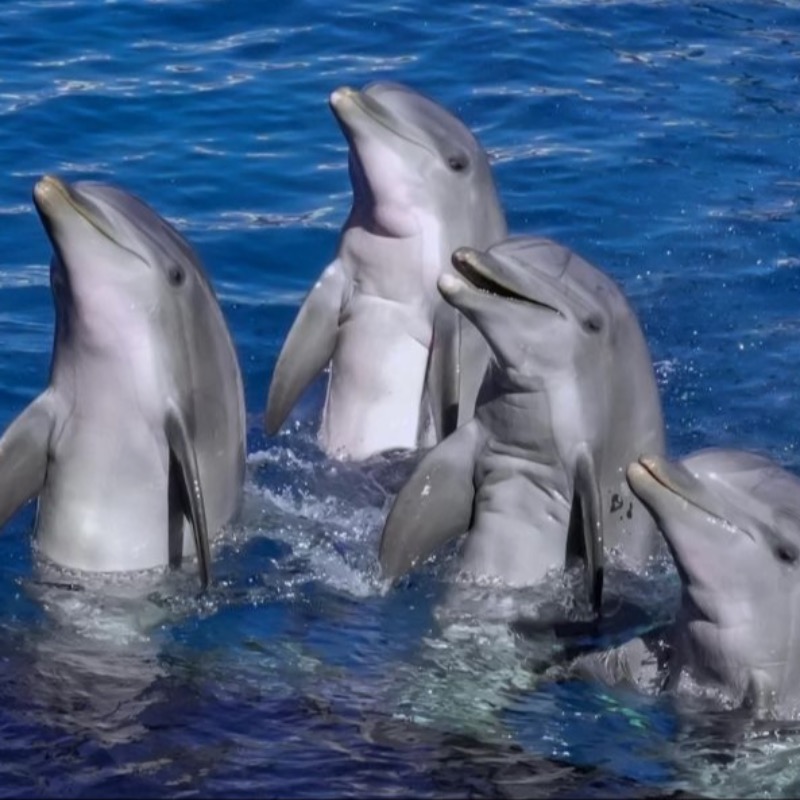 全世界的媽媽辛苦了！因為這原因，新生海豚媽媽「連續720小時不能睡」