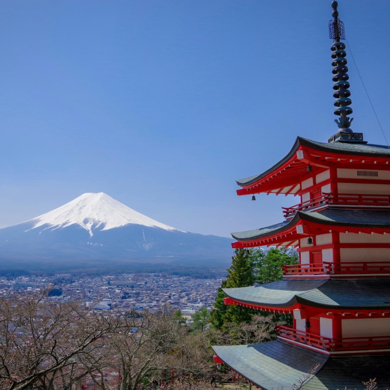 遊客擅闖民宅、在庭院排泄？日本富士吉田市府「櫻花季」宣布停辦！
