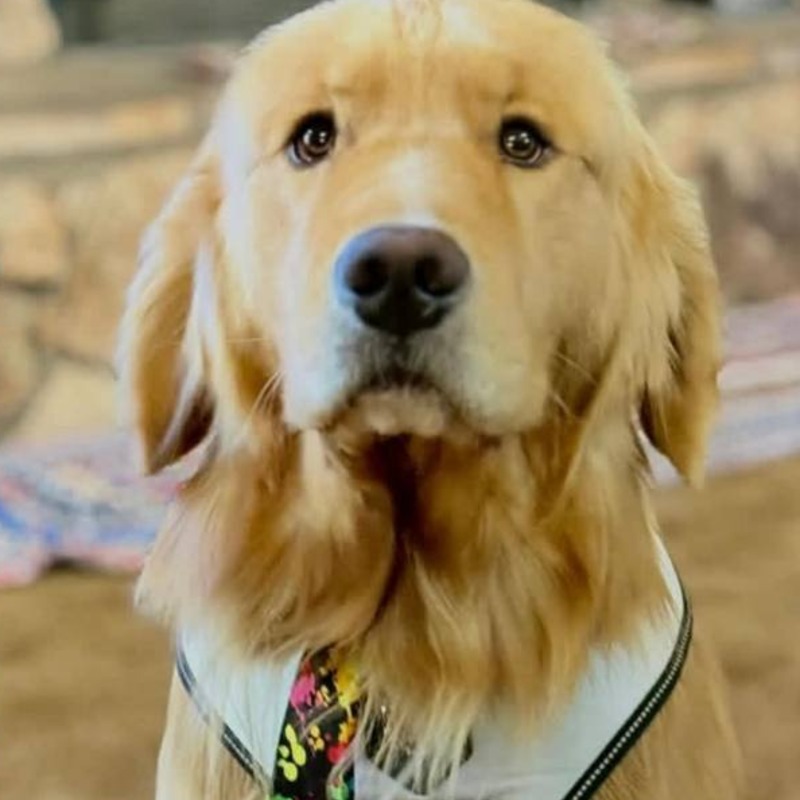 這地方3任鎮長全是黃金獵犬！靠「摸到飽買票」人氣狂輾川普、拜登，溫馨內幕曝光