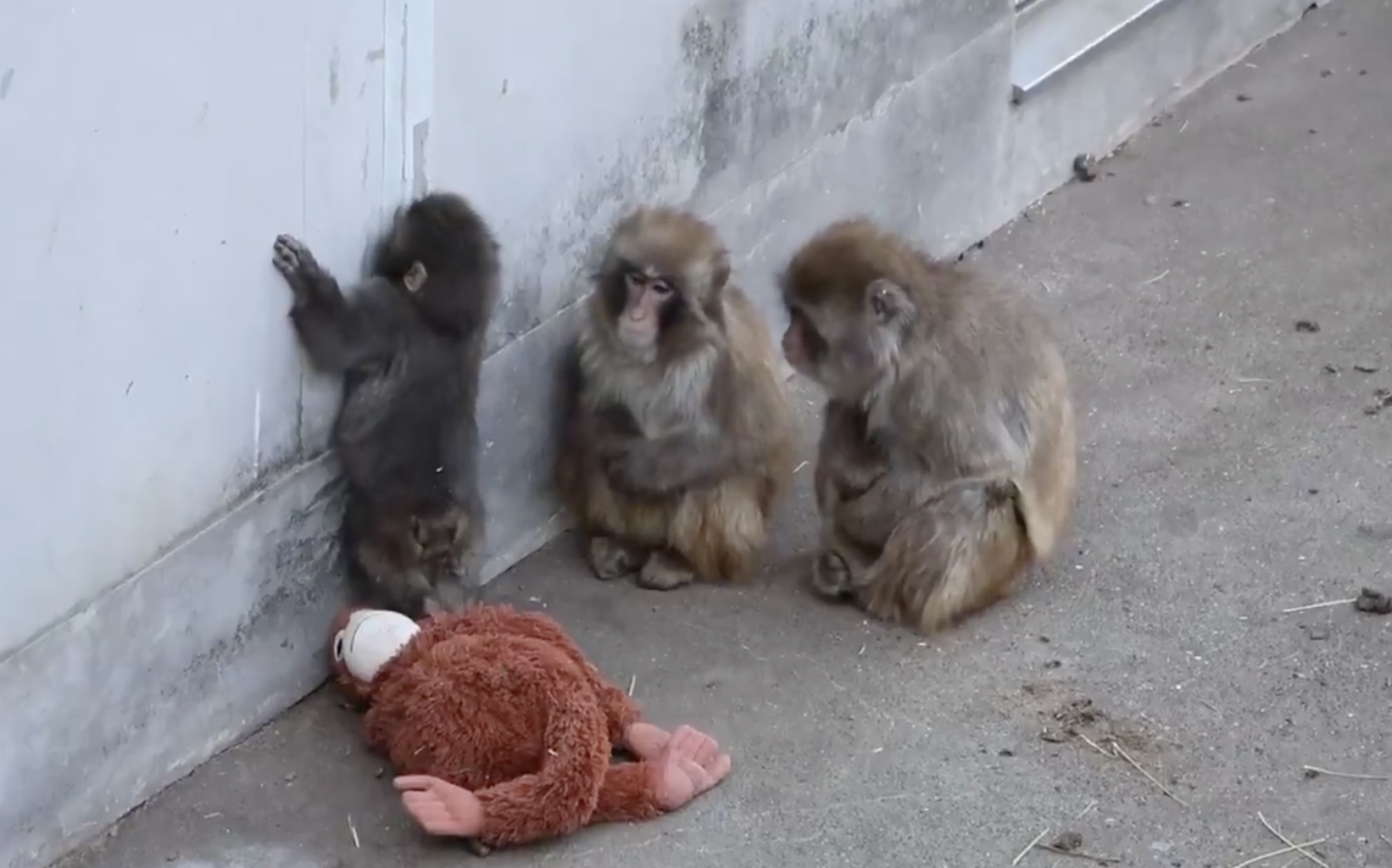 截圖 2026-02-16 下午1.25.53