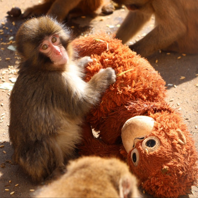 被棄養小猴成動物園新寵！抱娃娃不放手、被同伴欺負，動物園做法獲全網讚