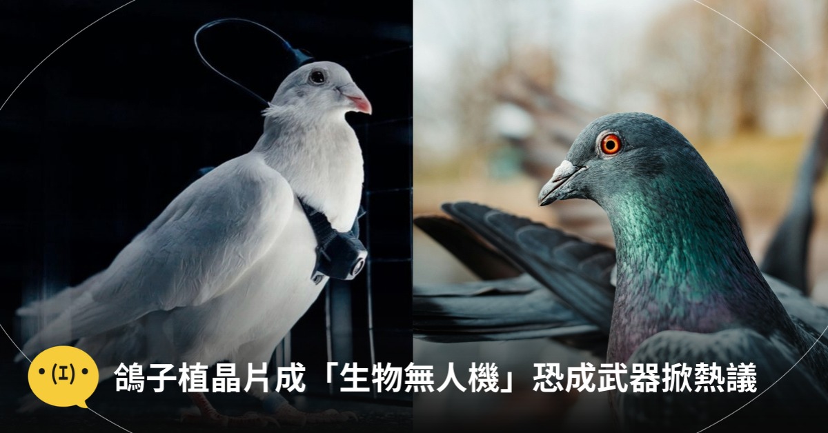 圖片來源：Neiry官網、示意圖／pexels