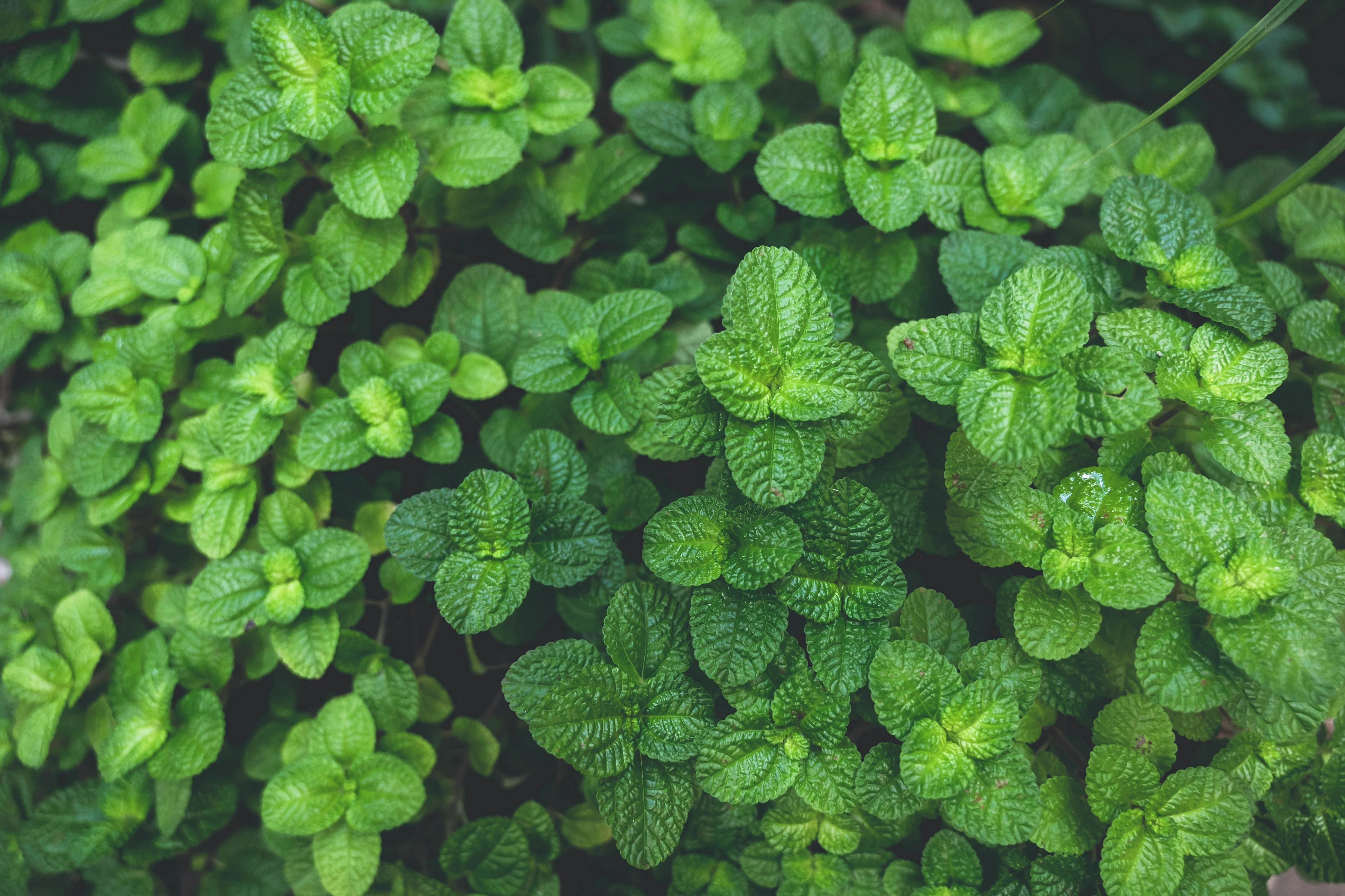 pexels-thibault-luycx-2305611-3974948