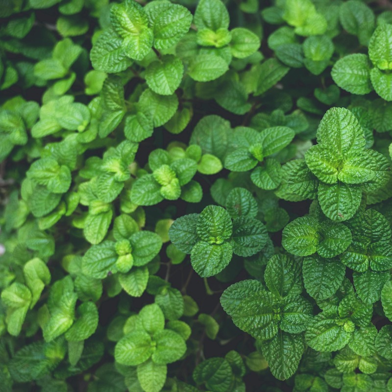 百年藥廠出包！進口薄荷爆「５超標農藥」，2950公斤全銷毀