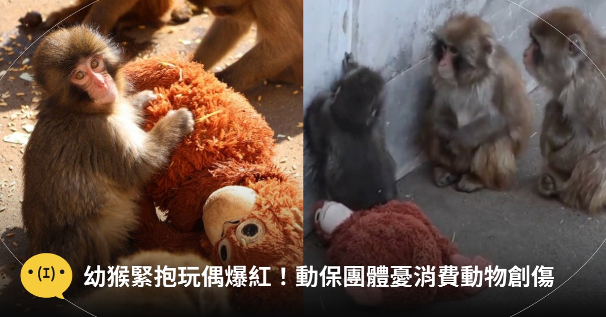 圖片來源:X、X@ichikawa_zoo