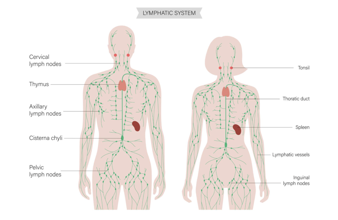 截圖 2026-02-26 中午12.14.43