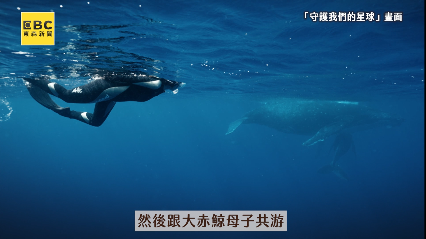 對一個不會游泳的人來說，跳入海中與大赤鯨母子共游無疑需要極大的勇氣。舒夢蘭笑說，如今回頭看，仍然很慶幸當時的自己足夠勇敢。