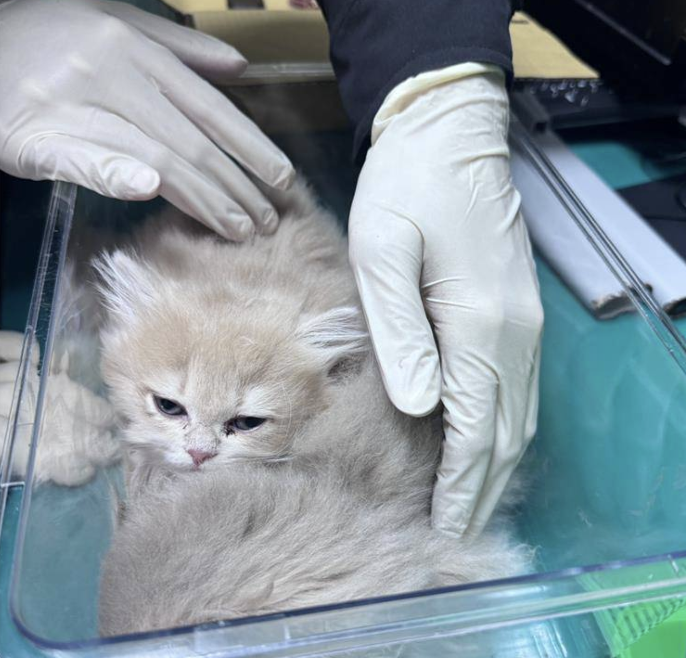 截圖 2026-03-10 下午3.47.16