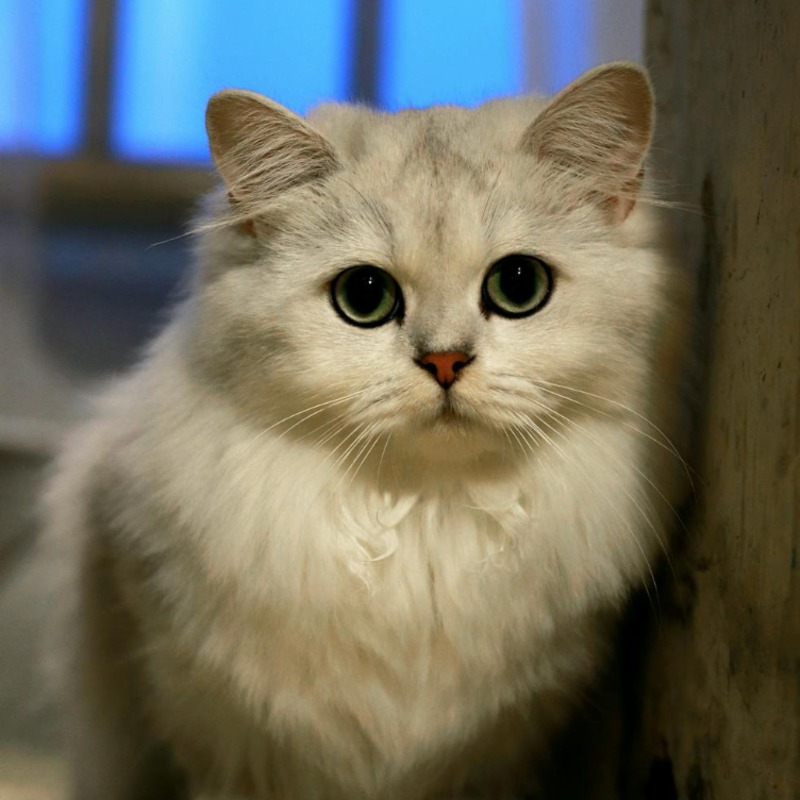 太扯！男子「人肉夾帶」2隻波斯貓闖關，金門機場安檢識破送辦！