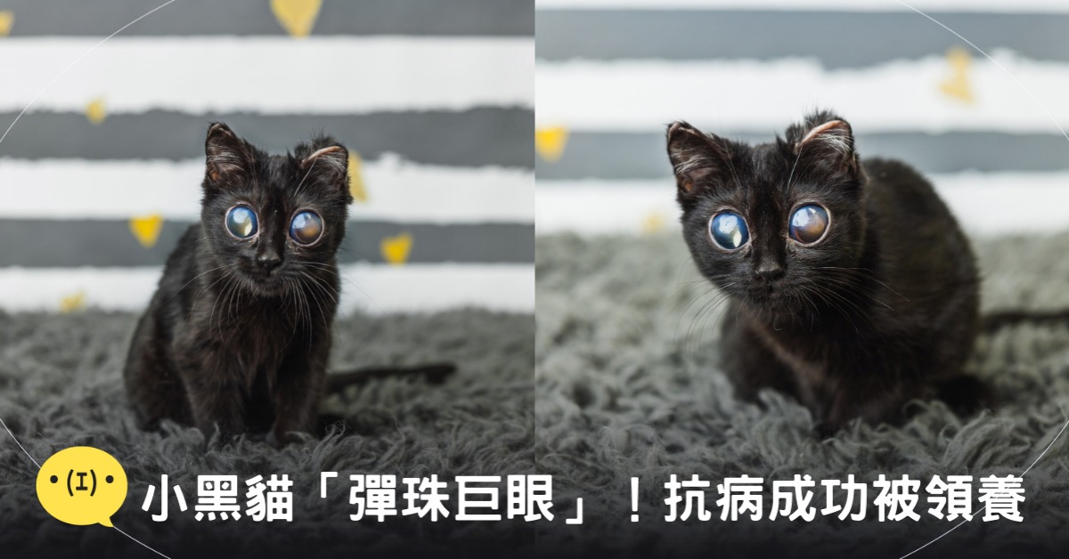 封面圖片來源:FB@The Bitty Kitty Brigade