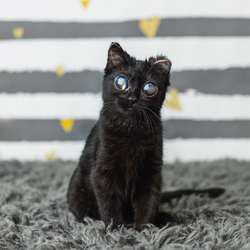 小黑貓「彈珠巨眼」超像AI！遭棄垃圾桶奇蹟生還，戰勝致命病後終於有家