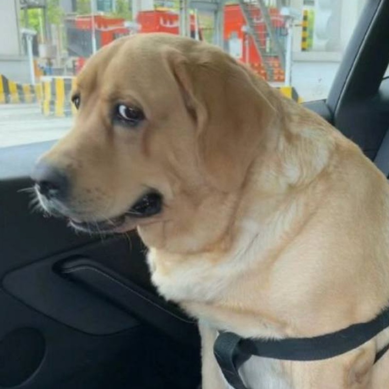 剛拿到駕照！主人載狗出門兜風，後座拉拉「這眼神」笑翻全網：我可以下車自己走