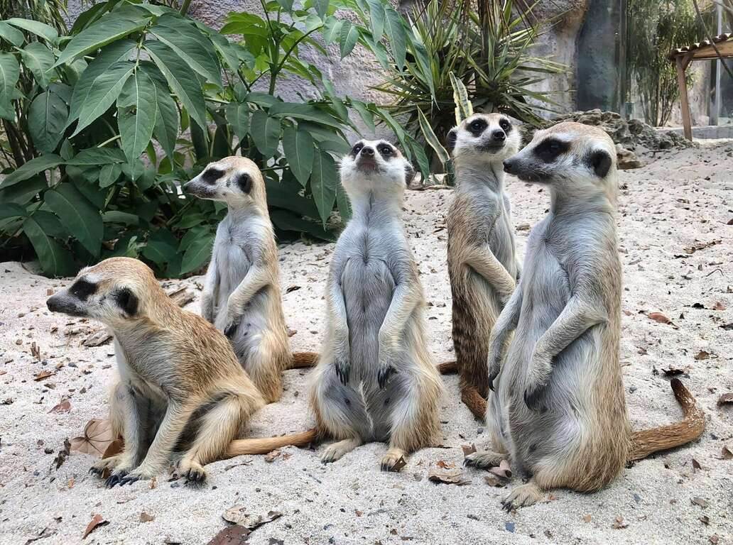 1024x768_zooarticles-image-_rdd1s8bu0eisoxssexoxq