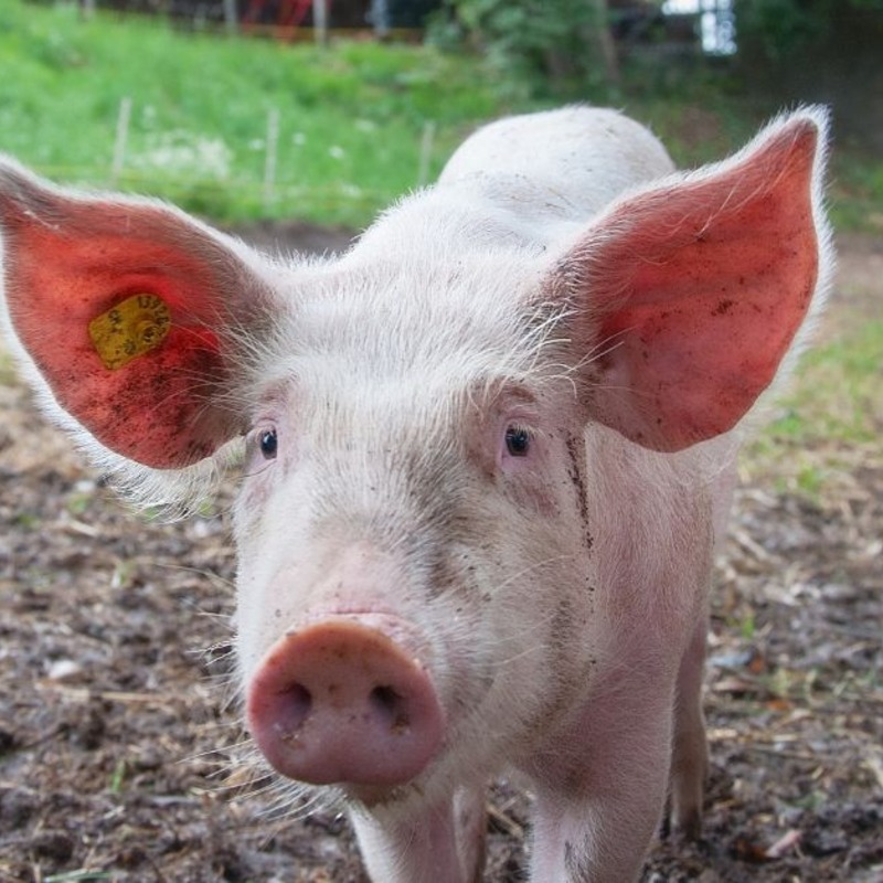 不用開刀、不打針！中國研究：豬精液的「這成分」能治眼癌，腫瘤縮剩3%