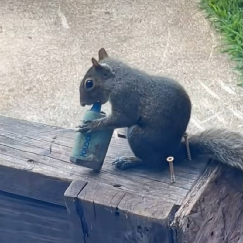 松鼠也學壞了？街頭「狂吸電子菸」畫面瘋傳！竟是誤把水果味當食物