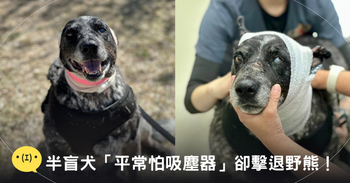封面圖片來源：FB@Española Humane