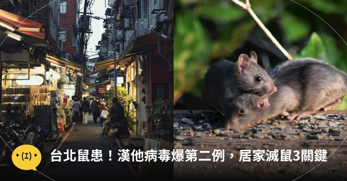 台北鼠患！漢他病毒爆第二例，居家滅鼠3關鍵，圖片來源：unsplash