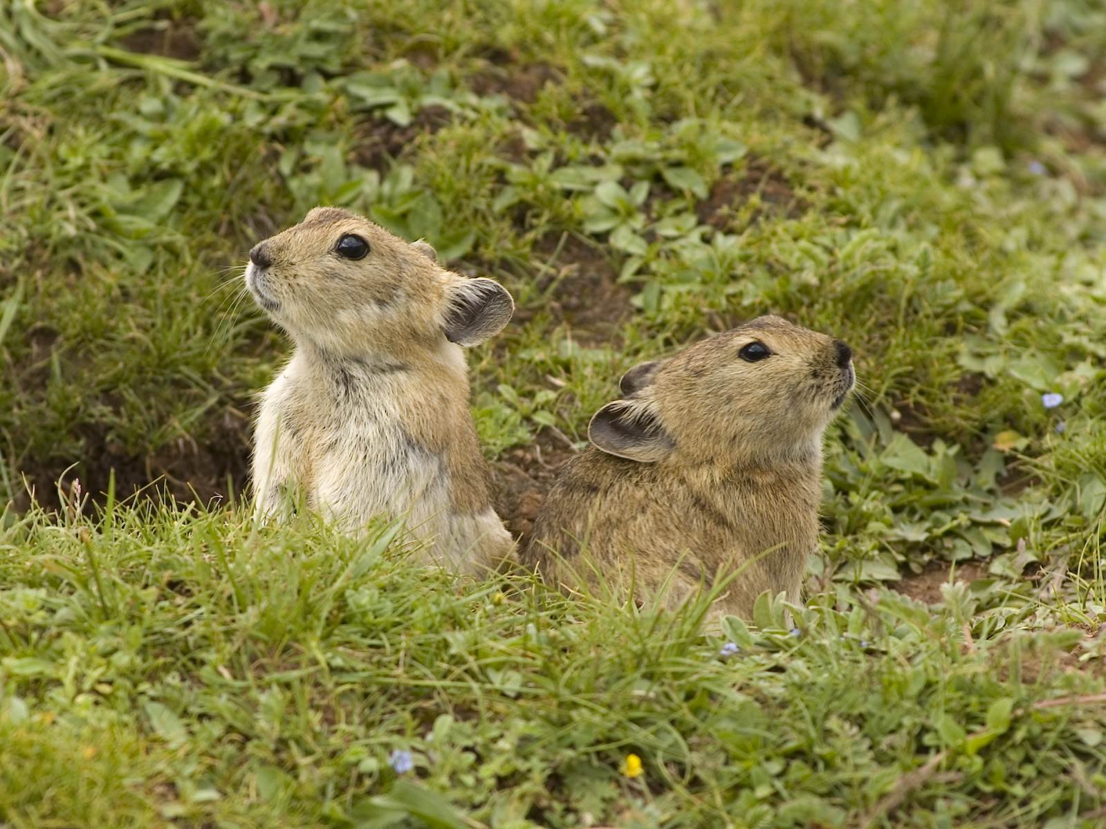 Plateau_pika_of_the_Tibetan_Plateau