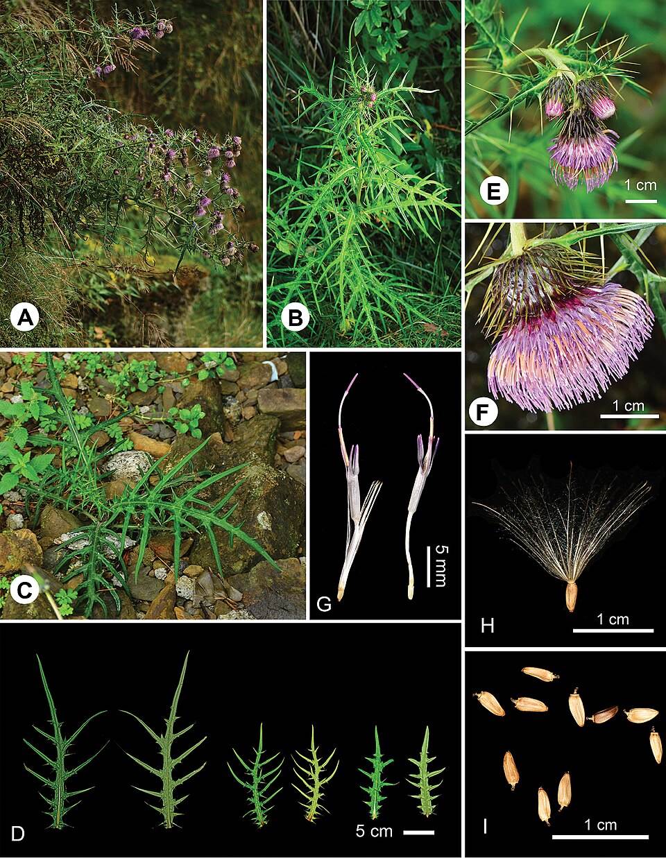 Cirsium_tatakaense