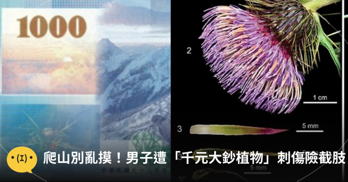 男子遭「塔塔加薊」扎傷險截肢,原來千元大鈔上就有圖示。圖片來源:中央銀行全球資訊網、wikipedia